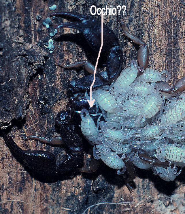 Mamma scorpione: Euscorpius flavicaudis